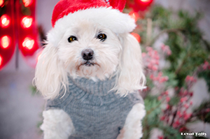 Brooklyn (Dogs Christmas 2015 December 19, 2015205201512191 of 1)