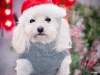 Brooklyn (Dogs Christmas 2015 December 19, 2015205201512191 of 1)