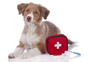 In the event of evacuation (fire, hurricane, etc.), you want to have a week's worth of supplies for both human and pets, or 10 days of supplies for a shelter in place (tornado, blizzard, etc).  Keep your emergency kit in waterproof, portable containers. 